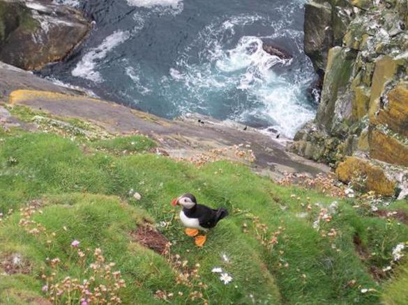 Wildlife: Sumburgh Head Wildlife: Sumburgh Head